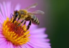 زنبور عسل و گل