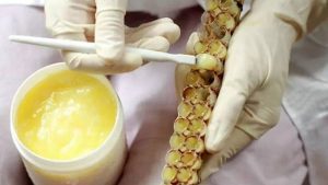 ژل رویال چیست