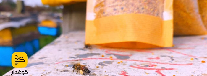 گرده گل کوهدار سبلان