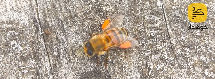 گرده گل اصل ایرانی کوهدار