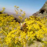 عسل چهل گیاه (یک کیلویی) - Image 4