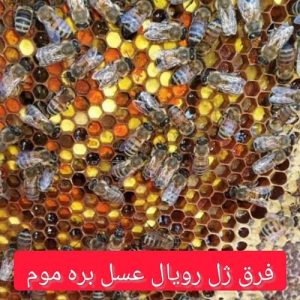 فرق ژل رویال عسل بره موم