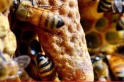 معجون ژل رویال انرژی زای طبیعی
