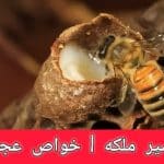 اکسیر ملکه خواص عجیب