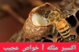اکسیر ملکه خواص عجیب