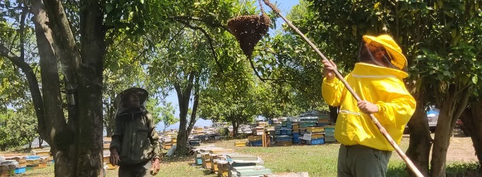 عشق زنبورداری